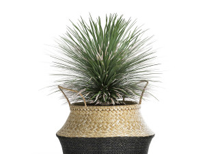 yucca rostrata in a flowerpot for the interior 1015 3D Model