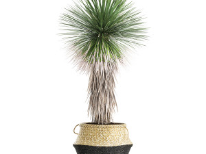 yucca rostrata in a flowerpot for the interior 1015 3D Model