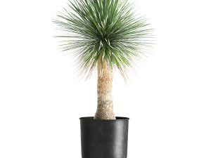yucca rostrata in a flowerpot for the interior 1015 3D Model