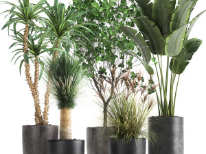 houseplants in a flowerpot for the interior 1016 3D Model