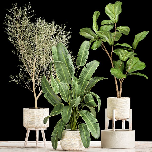 plants in decorative white rattan baskets 1017 3D Модель .c4d .max .obj .3ds .fbx .stl .blend 
