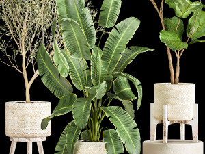 plants in decorative white rattan baskets 1017 3D Модель