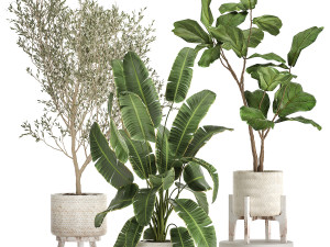 plants in decorative white rattan baskets 1017 3D Модель