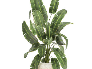 plants in decorative white rattan baskets 1017 3D Модель