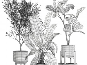 plants in decorative white rattan baskets 1017 3D Модель