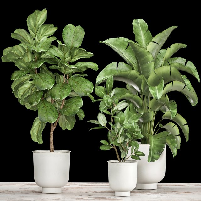 houseplants in a flowerpot for the interior 1018 Modelo 3D .c4d .max .obj .3ds .fbx .stl .blend 