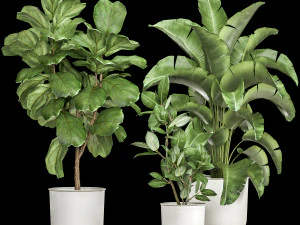 इंटीरियर के लिए फ्लावरपॉट में हाउसप्लांट 1018 3D मॉडल