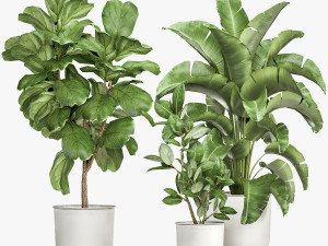 houseplants in a flowerpot for the interior 1018 Modelo 3D
