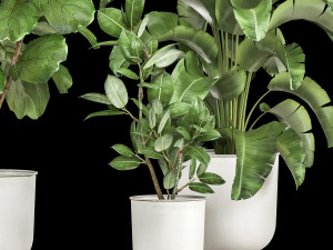 houseplants in a flowerpot for the interior 1018 Modelo 3D