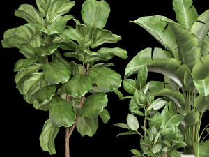 houseplants in a flowerpot for the interior 1018 Modelo 3D