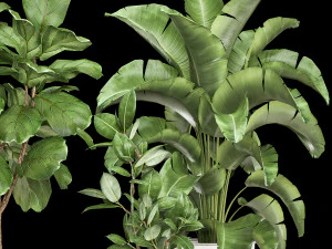 इंटीरियर के लिए फ्लावरपॉट में हाउसप्लांट 1018 3D मॉडल