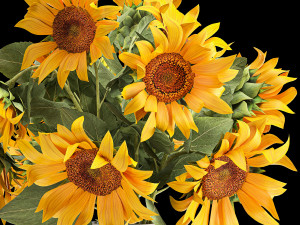 flower bouquet of sunflowers in a vase 118 3D Model