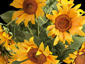 flower bouquet of sunflowers in a vase 118 3D Model