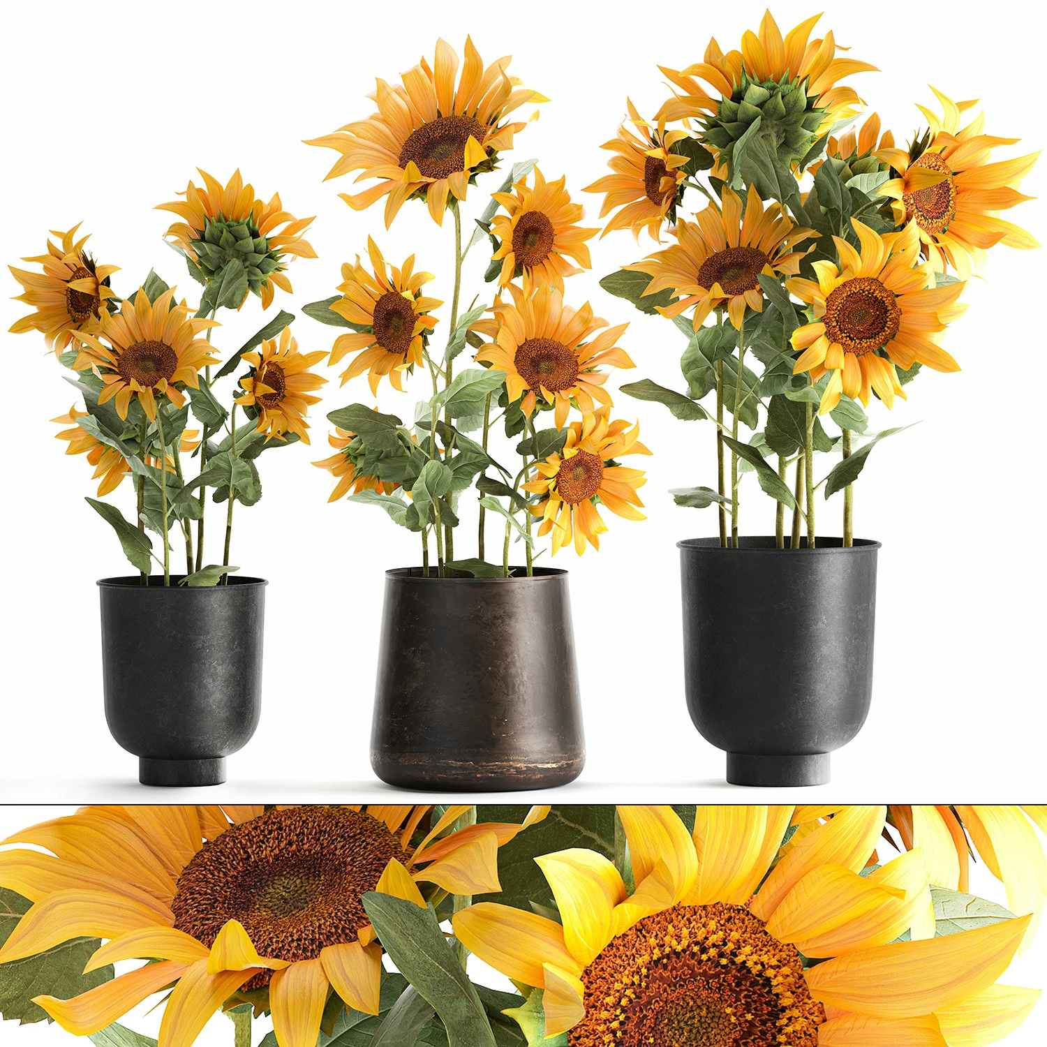 sunflowers in a flowerpot for the interior 1020 3D Model .c4d .max .obj .3ds .fbx .stl .blend