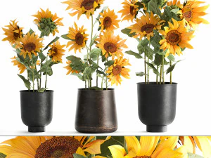 соняшники в вазоні для інтер'єру 1020 3D Модель