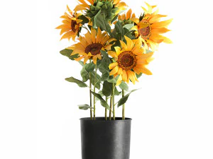 sunflowers in a flowerpot for the interior 1020 3D Model