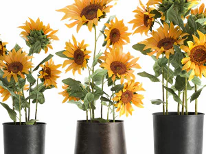 sunflowers in a flowerpot for the interior 1020 3D Model