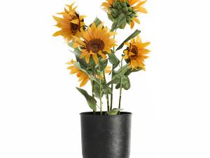 sunflowers in a flowerpot for the interior 1020 3D Model
