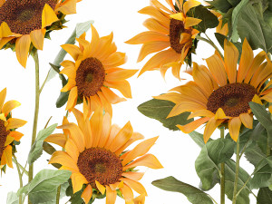 sunflowers in a flowerpot for the interior 1020 Modello 3D