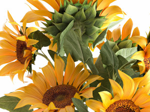 sunflowers in a flowerpot for the interior 1020 Modello 3D