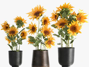 sunflowers in a flowerpot for the interior 1020 3D Model
