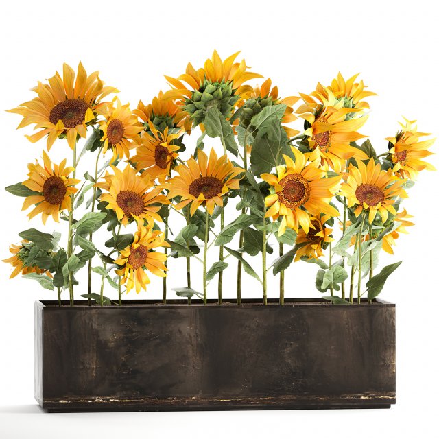 sunflowers in a flowerpot 1021 Modelo 3D .c4d .max .obj .3ds .fbx .stl .blend 