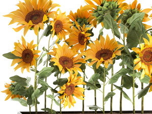 sunflowers in a flowerpot 1021 Modelo 3D