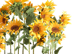 sunflowers in a flowerpot 1021 Modelo 3D