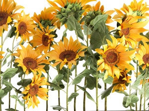 sunflowers in a flowerpot 1021 Modelo 3D