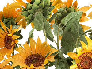 sunflowers in a flowerpot 1021 Modelo 3D