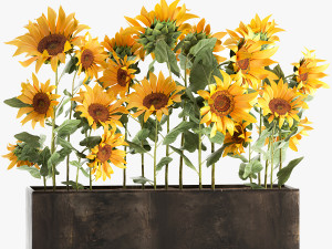sunflowers in a flowerpot 1021 Modelo 3D
