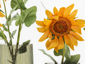 flower bouquet of sunflowers in a vase 120 3D Model