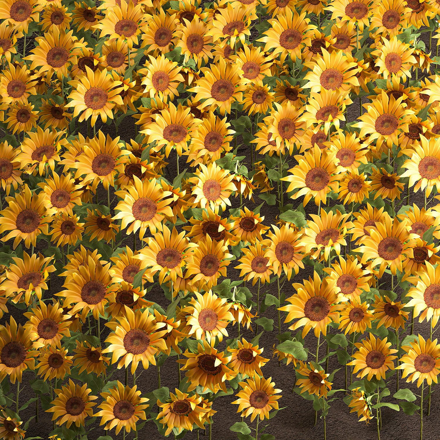 sunflower field 3D Model .c4d .max .obj .3ds .fbx .stl .blend 