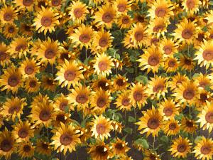 sunflower field 3D 模型