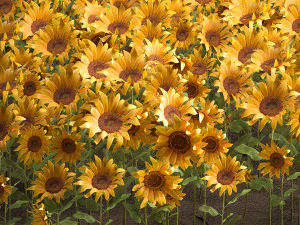 sunflower field 3D Model