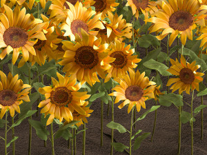 sunflower field 3D Model