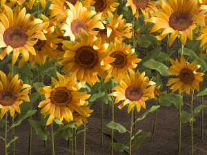 sunflower field 3D Model
