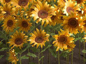 sunflower field 3D Model