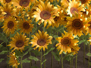 sunflower field 3D Model