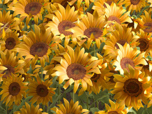 sunflower field 3D Model