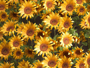 sunflower field 3D Model