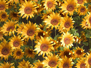 sunflower field 3D Model