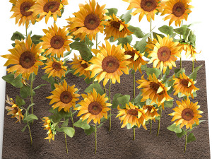 sunflower field 3D Model