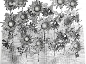sunflower field 3D Model