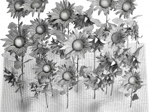 sunflower field 3D Model