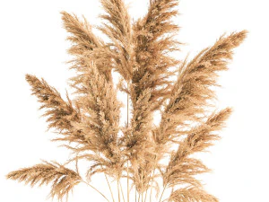 bouquet of dried reeds in a vase 121 3D Model