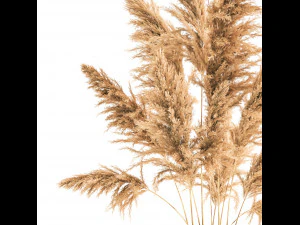 bouquet of dried reeds in a vase 121 3D Model