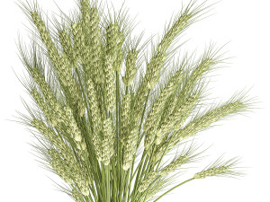 decorative bouquet of wheat ears in a vase for decor 125 3D Model