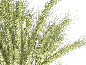 decorative bouquet of wheat ears in a vase for decor 125 3D Model