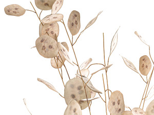 bouquet of dried flowers lunaria in a glass vase 129 3D 模型